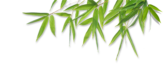 image of bamboo leaves